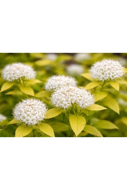 Спірея Вайт Голд 